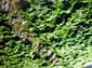 Rock_Slime_(Super_Closeup)