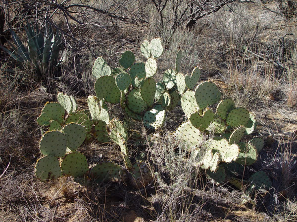 Prickly_Pear_Cactus