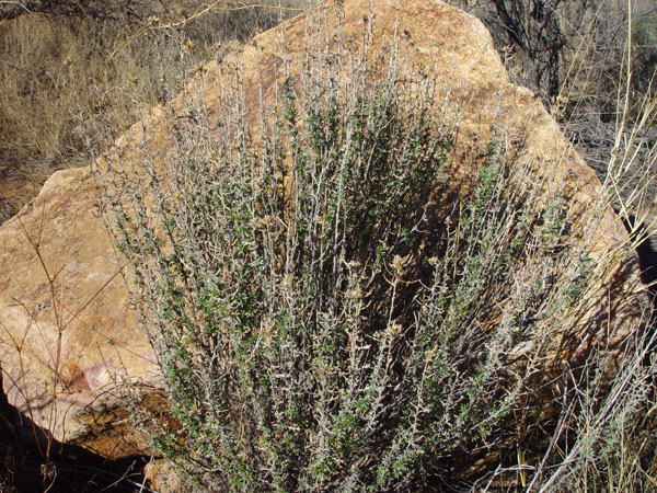 Sage_Rock