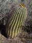 Barrel_Cactus