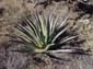 Big_Yucca