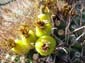 Cactus_Fruit