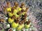 Cactus_Fruit_2