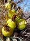 Cactus_Fruit_3