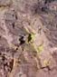 Green_Lichen