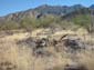 Mesquite_Graveyard