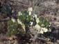 Prickly_Pear_Cactus
