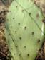 Prickly_Pear_Paddle