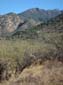 Santa_Rita_Mountains