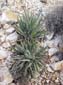 Twin_Yucca
