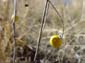 Yellow_Berry
