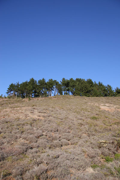 Crown_of_Trees