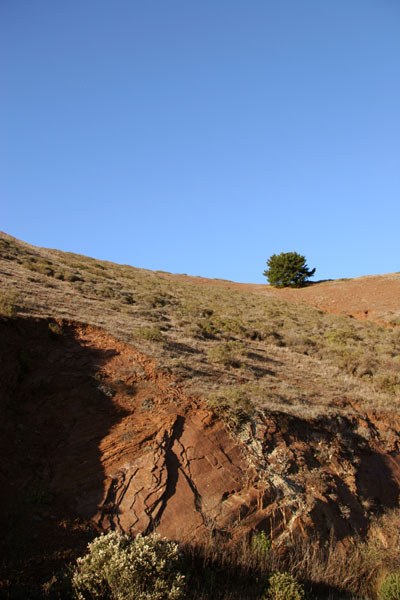 Lonely_Tree