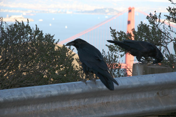 Nevermore