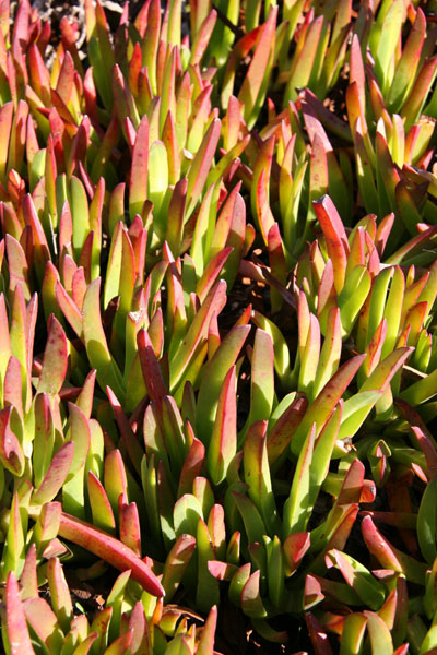 Succulents