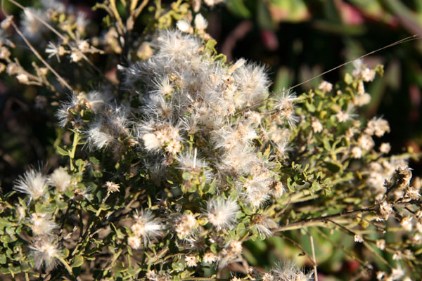 White_Fluff