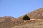 Hillside_Conifer