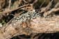 Lichen