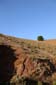 Lonely_Tree