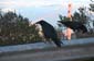 Nevermore