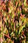 Succulents