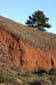 Tree_and_Erosion