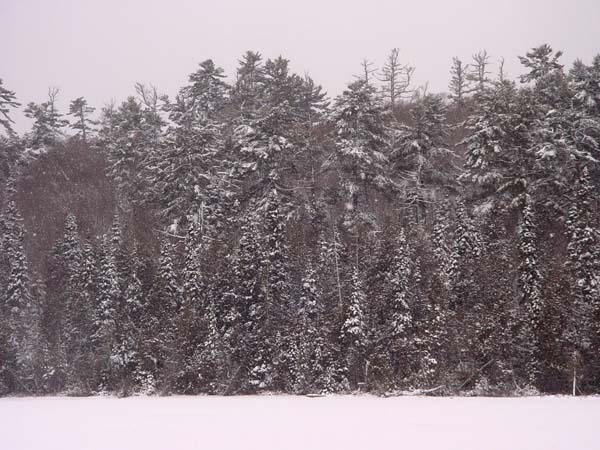Lakeshore_Forest