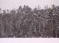 Lakeshore_Forest