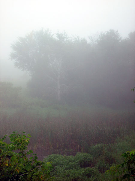 Foggy_Pond