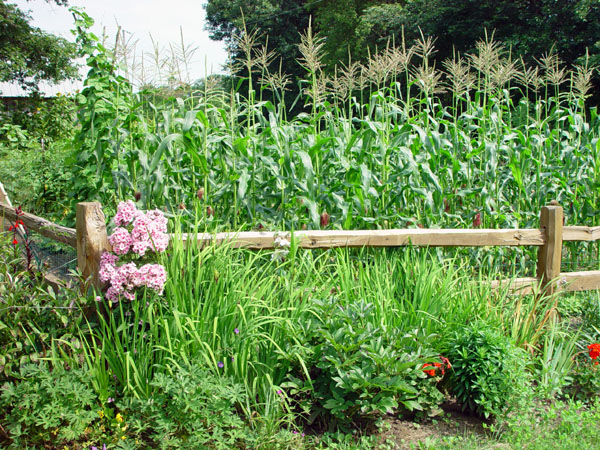 Sweet_Corn