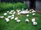 Chicken_Stampede