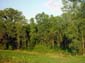 Cottonwood