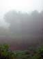 Foggy_Pond