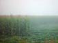 Sea_of_Corn