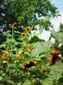 Sunflower_Gaggle