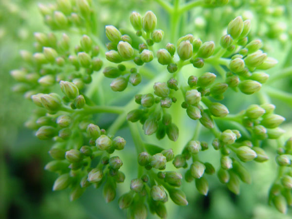 Bud_Explosion