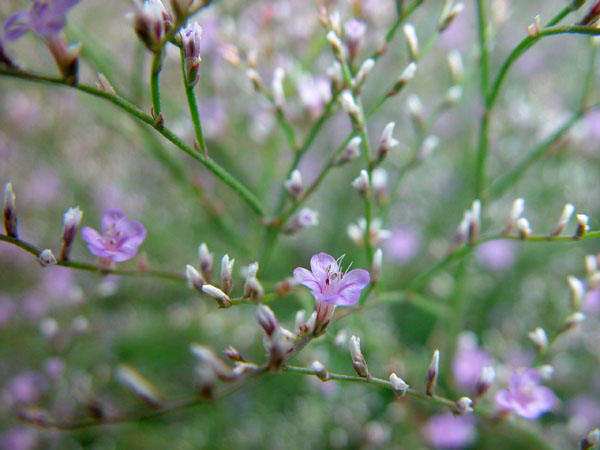 Lavender_Network