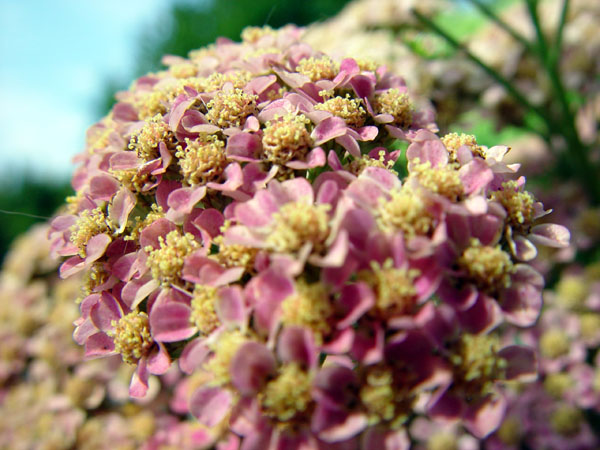 Mauve_Clusters