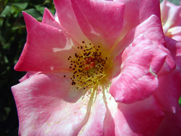 Pink_Maw
