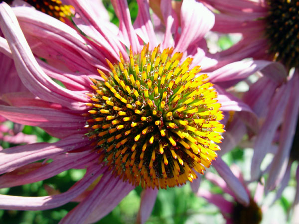 Purple_Cone_Flower_I