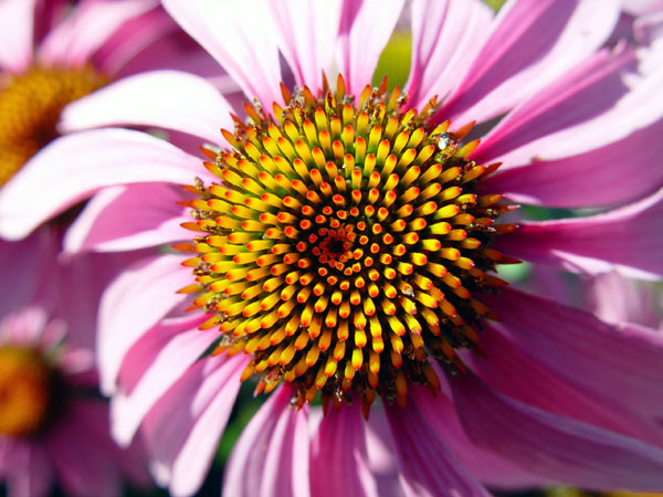 Purple_Cone_Flower_II