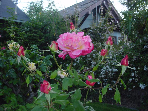 Rose