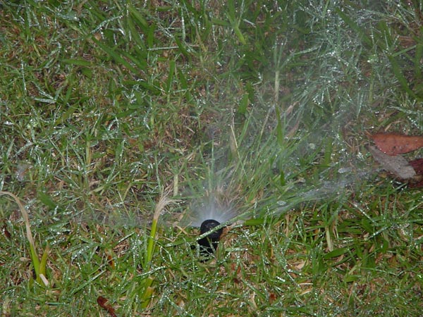 Sprinkler