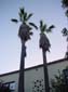 Palm