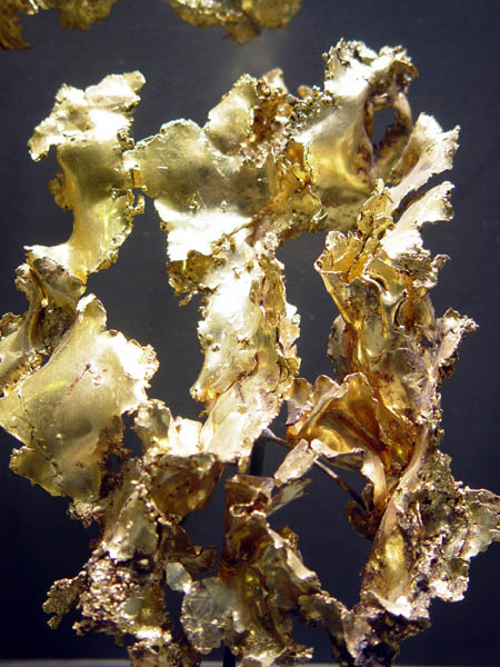 Golden_Lace