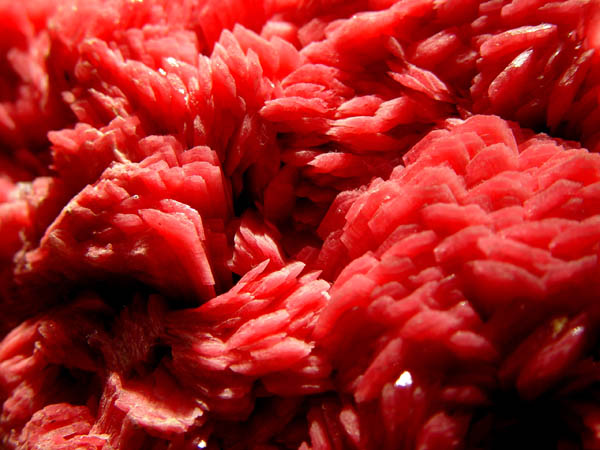 Scarlet_Rush