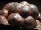 Tortoise_Shell_Hematite