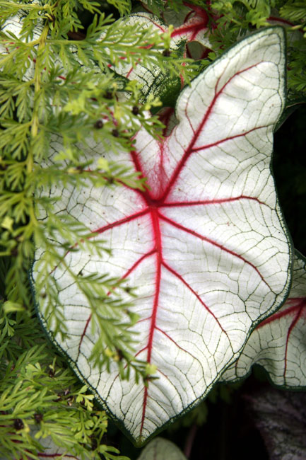 Arterial
