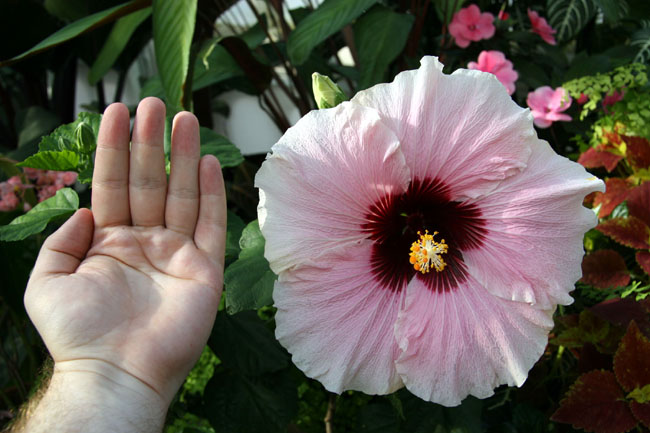Collosal_Hibiscus_(Comparison)