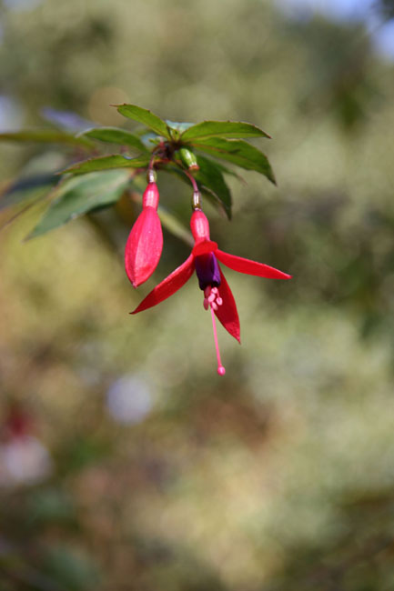 Fuschia_ Bells_2